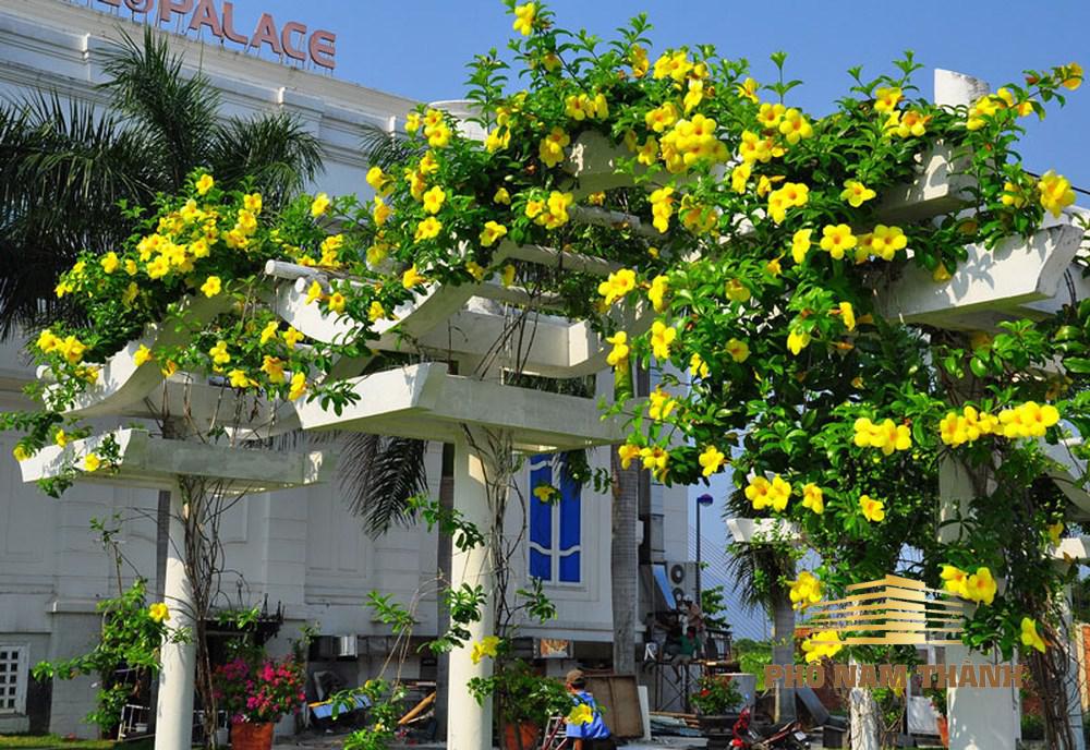 Cây leo tường chống nắng